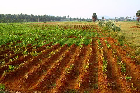 Funds, incentives, quality: How to unlock potential of India's organic, bio-fertilisers sector