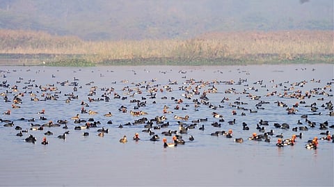 Migratory birds in Haiderpur near Delhi. Photo: Ashish Loya