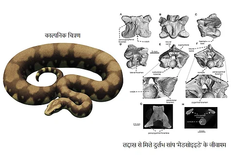 भारतीय वैज्ञानिकों ने लद्दाख हिमालय में खोजे 3.5 करोड़ साल पुराने दुर्लभ सांप के जीवाश्म