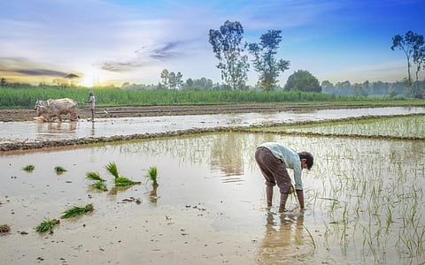 A dry June means the ground moisture levels are not conducive for sowing and this has become a chronic problem for India's farmers.