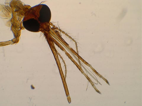 Significant number of malaria mosquitoes bite during day, control measures need re-evaluation: Study