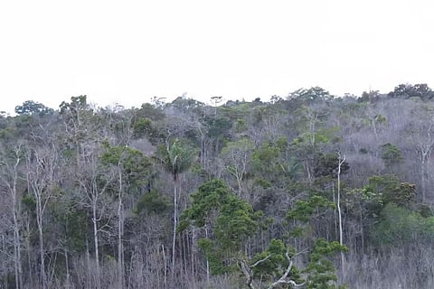 जलवायु परिवर्तन की रोकथाम में नजरअंदाज नहीं की जा सकती वनों के संरक्षण की भूमिका, जानें महत्व
