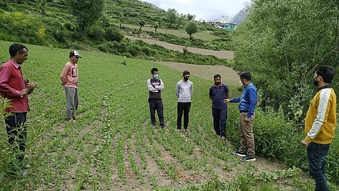 सूखे के कारण हुए नुकसान का आकलन करते हिमाचल प्रदेश के कृषि अधिकारी। फोटो: रोहित पराशर