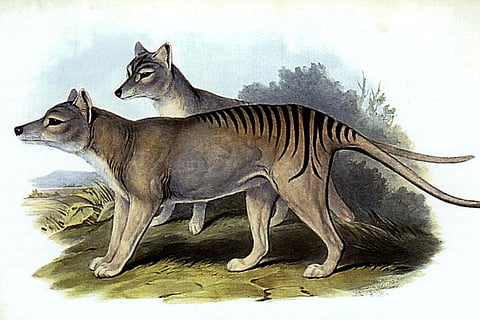 फोटो : विकिमीडिया कॉमन्स, थायलासिनस साइनोसेफालस की दुर्लभ प्रजाति