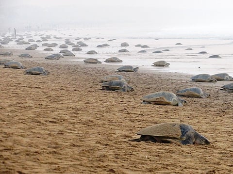 Frequent extreme weather events may lead to decline in Olive Ridley turtle population: Experts