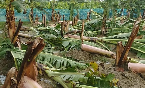 बहराइच में किसान विष्णु मिश्रा के खेत में रविवार को आई आंधी काफी नुकसान हुआ। फोटो साभार विष्णु मिश्रा