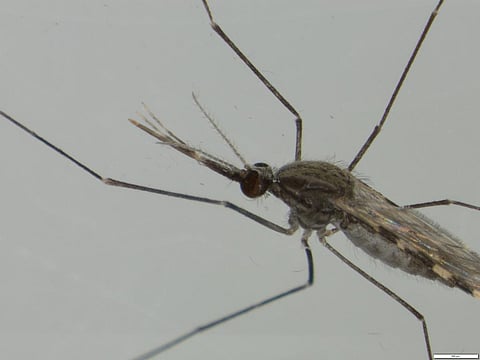 Artificial light may become a new weapon in the fight to control malaria