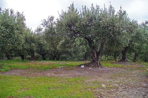 कम उपजाऊ भूमि पर दोबारा खेती न करने से कम किया जा सकता है जलवायु परिवर्तन का प्रभाव