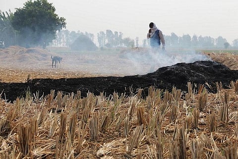 दिवाली के बाद पटाखों से ज्यादा पराली जलाने से होता है दिल्ली एनसीआर में प्रदूषण: आईआईटी दिल्ली