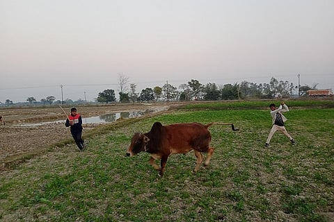 छुट्टा मवेशी किसानों के लिए एक बड़ी चुनौती बनते जा रहे हैं। फोटो: गौरव गुलमोहर