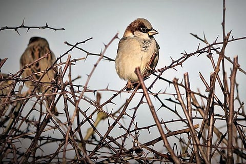 चार गुना ज्यादा तेजी से हो रहा है कई प्रजातियों का विकास, वैज्ञानिकों ने किया खुलासा
