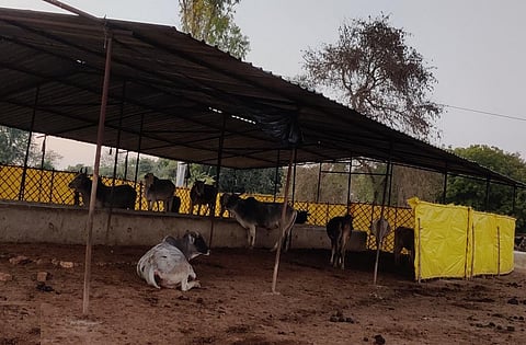 उत्तर प्रदेश के हमीरपुर जिले की एक गौशाला। फोटो : अमन गुप्ता