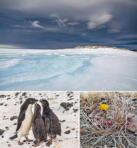 इंटरगवर्नमेंटल पैनल ऑन क्लाइमेट चेंज ने अनुमान जताया है कि आर्कटिक की समुद्री बर्फ इतनी ही तेजी से पिघलती रहेगी, तो 2050 की गर्मियों में शायद वहां बर्फ नहीं दिखेगी। अंटार्कटिका का भविष्य भी ऐसा ही दिख रहा है। बढ़े तापमान ने जीवों और वनस्पतियों को प्रभावित किया है