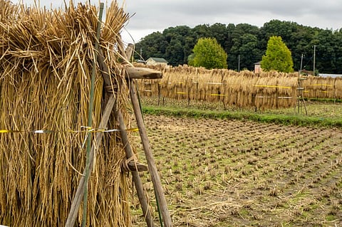 Biomass electricity: New boiler technology enables use of all agricultural residue