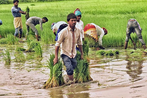 नाइट्रोजन ऑक्साइड उत्सर्जन में आधी कटौती से भारत में 8 फीसदी बढ़ जाएगी कृषि पैदावार
