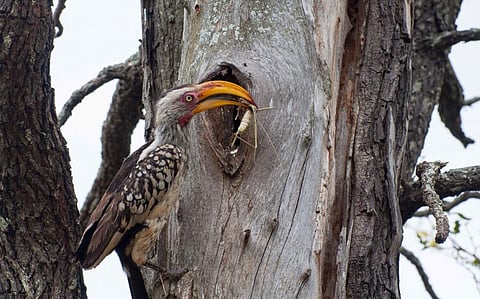 A southern yellow-billed hornbill. Photo: iStock