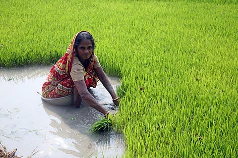 Three things scientists don’t know about women farmers and climate change but really should