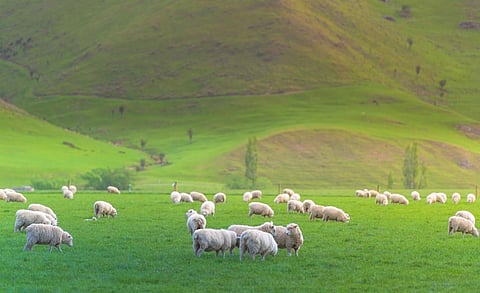 There are 26 million sheep in New Zealand. Photo: iStock