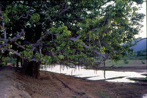जैव विविधता संरक्षण के लिए तमिलनाडु में विधेयक