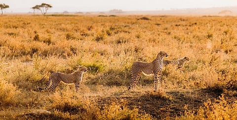A cheetah family in Africa. Photo: iStock