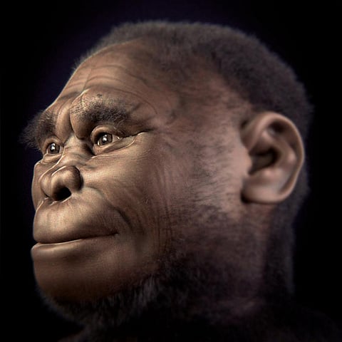 A facial reconstruction of the Homo floresiensis. Photo from Wikipedia