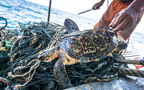 A fisherman prepares to set free a critically endangered Hawksbill Sea Turtle caught in discarded fishing nets called ‘Ghost nets’ in the Andaman Sea near Thailand. Photo: iStock