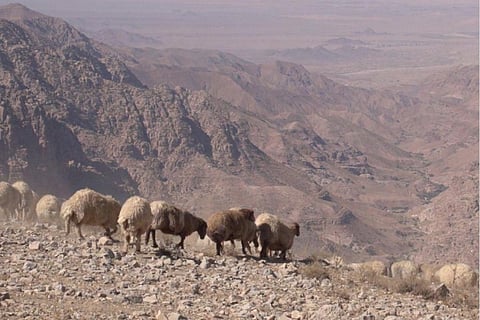 मरुस्थलीकरण और सूखा रोकथाम दिवस: दुनिया में हर साल सूखे से प्रभावित होते हैं 5.5 करोड़ लोग