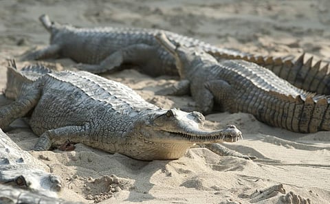 Basking gharials. Photo: iStock