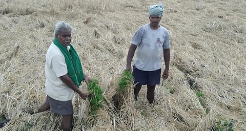 Tenant farmers K Appa Rao (left) and P Satyanarayana show their paddy crop submerged in knee-deep water in Devaguptam village of Allavaram mandal, Dr BR Ambedkar Konaseema district. They say removing the encroachments on the canals will help in avoiding such a situation. Photo: By special arrangement
