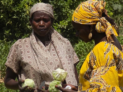 Digital transformation of agri sector could address sub-Saharan Africa’s food insecurity: UN Report