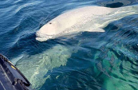 Is Migaloo … dead? As climate change transforms the ocean, the iconic white humpback has been missing for 2 years
