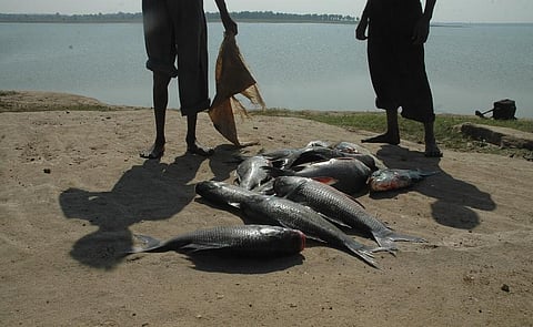 Fish caught in the Tawa river in Hoshangabad, Madhya Pradesh. Photo: Agnimirh Basu / CSE