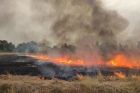 A field of wheat stubble in flames in Punjab. Photo: Dimple Behal