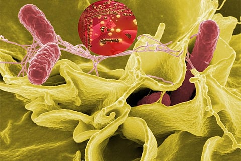 प्रमुख दवाओं के खिलाफ टाइफाइड के बैक्टीरिया ने विकसित की प्रतिरोधक क्षमता, भारत के लिए खतरे के संकेत