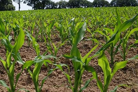 फसल उत्पादन बढ़ाने और जलवायु परिवर्तन के अनुरूप ढलने के लिए मिट्टी की गुणवत्ता अहम: अध्ययन