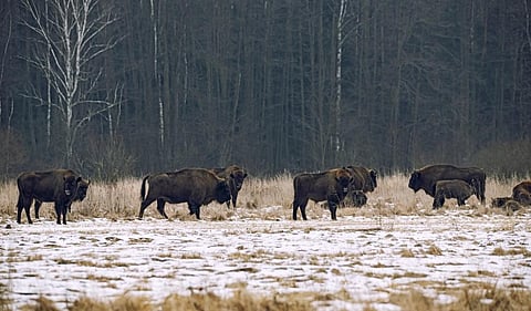 Wisent in the Bialowieza National Park. Photo: iStock