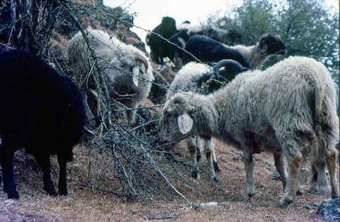 भेड़ पालन व्यवसाय से क्यों विमुख हो रहे हैं ग्रामीण?