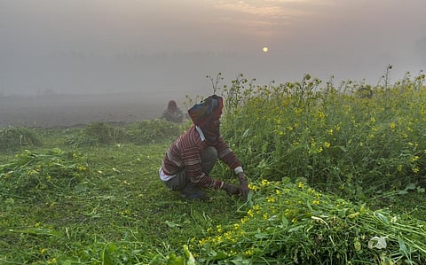 A farm worker works in a mustard field on a foggy morning in Punjab. Photo: iStock