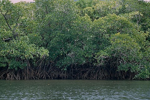 दुनिया के सबसे महत्वपूर्ण कार्बन भंडारण प्रणाली पर असर डाल रहा है जलवायु परिवर्तन: अध्ययन