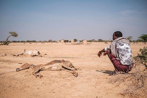 A man sits next to dead livestock in the village of Hargududo, Ethiopia, where there’s hardly been a drop of rain in 18 months. Eduardo Soteras/AFP via Getty Images
