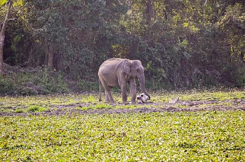 An adult male elephant caresses the remains of another male in Kaziranga National Park, Assam