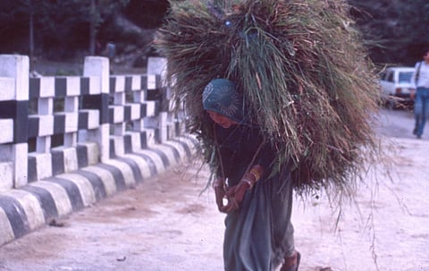 सरकारी नीतियों में हाशिए पर रहा चारा उत्पादन