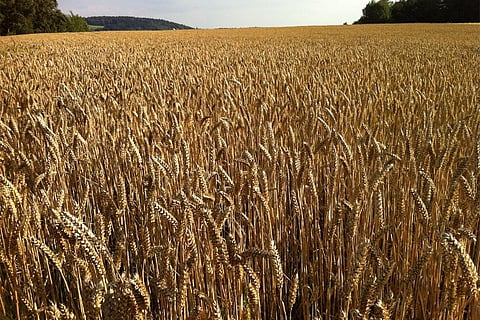 गेहूं के व्यापार में रोक लगाने से दुनिया भर में खाद्य सुरक्षा पर पड़ेगा भारी असर: शोध