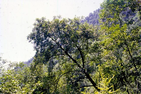 पूर्वोत्तर राज्यों में घटते वन क्षेत्र पर पर्यावरण मंत्रालय ने एनजीटी में सौंपी रिपोर्ट