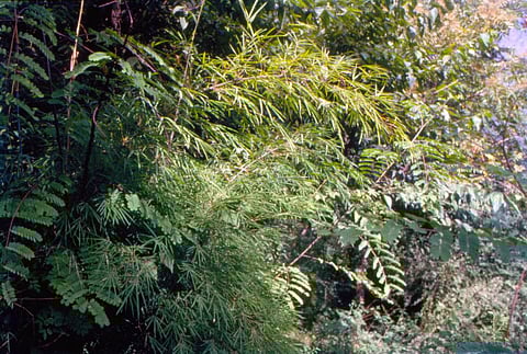 कुलडीहा वन्यजीव अभयारण्य में खनन, एनजीटी ने तलब की रिपोर्ट