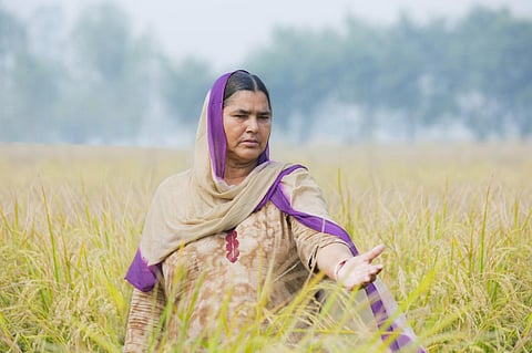 Direct-seeded rice: Why this water saving method failed in Punjab this year