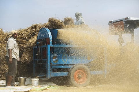 मौसम की मार से गेहूं की फसल प्रभावित हुई। इसके कारण चारे की उपलब्धता पर असर पड़ा है (फोटो: विकास चौधरी)