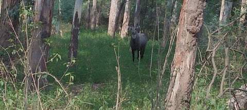 A nilgai in the Mattewara Forest of Punjab
