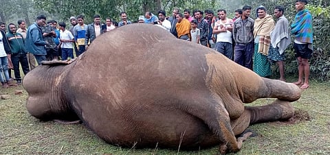 A male elephant was electrocuted in Odisha’s Bonai forest division in Sundargarh district November 18, 2021. Photo: Ashis Senapati