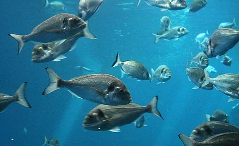 Atlantic Bluefin Tuna are now being sustainably fished after years of overfishing. Photo: iStock